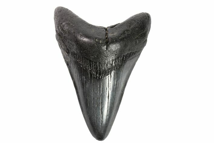 Fossil Megalodon Tooth - Georgia #151503